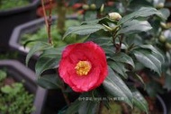 台中茶花- 蝦夷錦 -(原棵茶花)-ㄅ204