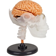 SmartLab Toys The Amazing Squishy Brain STEM Kit