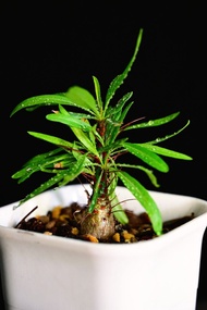 383 紫福桂花 Fouquieria purpusii  / 塊根植物 Caudex / 另售象牙宮、龜甲龍、索馬里葡萄甕、念珠橄欖