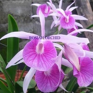 Anggrek cattleya Morning Glory