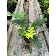 Healthy, beautiful and luxuriant pot about 50cm high, whole pot