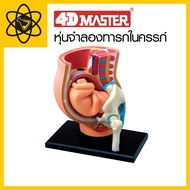 4D Vision 4D Fetal Model