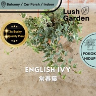 English Ivy Variegated / 常春藤 Daun Pokok Gantung Berjuntai Hiasan Anak Pokok Hidup Hanging Plant [Lus