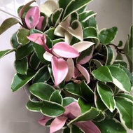 Hoya variegated 三色球蘭 hanging pot Pokok hidup hiasan rumah gantung live indoor houseplant kebun bunga