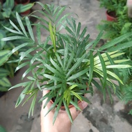 Bamboo palm -indoor plant