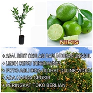 pl bibit jeruk nipis bibit jeruk nipis original flora pohon jeruk