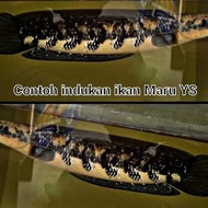 Ikan Channa Maru Yellow Sentarum Size 8-10 cm Chana YS Red Eye Grade A