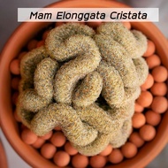 [ถูกที่สุด]แคคตัสนิ้วทองคริส Mammillalia Elonggata Cristata, cactus,succulent ไม้อวบน้ำ,กระบองเพชร