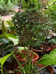 園藝景觀植栽—福建茶(球狀)--迷你盆栽~小葉厚殼樹/7吋盆樹寬約30cm高40公分