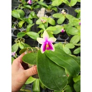 [Phalaenopsis Belina] Fragrance orchids 浓香蝴蝶兰