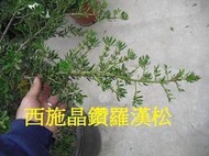 ╭☆東霖園藝☆╮西施(晶鑽羅漢松)八房性--晶鑽羅漢松篩選出的新品種..枝芽較開.枝較軟.目前20-30公分