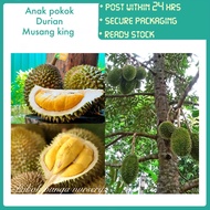 PBN - anak pokok musang king - pokok bunga nursery cepat rajin berbuah durian fruit sapling buah sedap mao shan wang