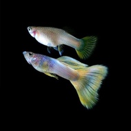 Ikan Hias Guppy Metal Yellow Pingu