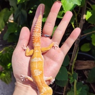 new leopard gecko mack snow tremper het eclipse juvenile male