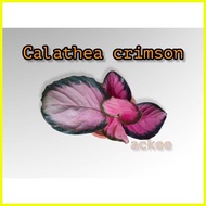 【hot sale】 Calathea crimson (please read description)