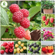 100 Butir mixed 3 colors Bibit Benih Biji Buah Raspberry Hitam/Merah/Kuning - Bibit Tanaman Buah Ras