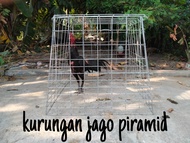 KURUNGAN AYAM JAGO GALVANIS MODEL PIRAMID