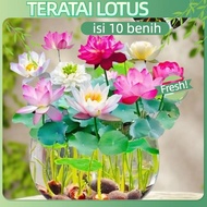 10 biji benih lotus dikirim variasi warna/tanaman air bunga teratai lotus