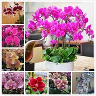 🍀🌺Phalaenopsis orchid seeds indoor plants real live butterfly orchid plant in pot flower seeds gardening flower seeds AO