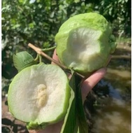 Pot of queen guava tree, beautiful tree.