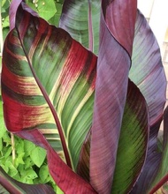 กล้วยเรดอะบิสซิเนียน (Red Abyssinian Banana)กล้วยที่ให้ลวดลายสีสันสดใสน่าเพาะปลูก
