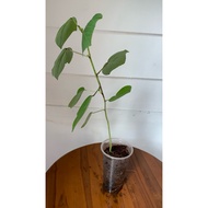 anak pokok roselle / bunga roselle