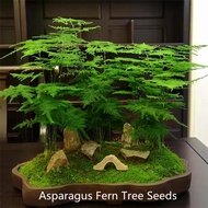 [Fast Germination] Malaysia Ready Stock 50Pcs Clouds Bamboo Seeds Asparagus Fern Tree Seeds, Indoor Bonsai Asparagus Fern Seed 6 Particles / Bag Flower Seeds Vegetable Live Plants Air Plant Seed Plants for Sale Easy To Grow In The Local Home &amp; Garden