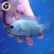 Ikan Louhan, Lohan Cencu Thaisilk Female / Betina Real Pict Original