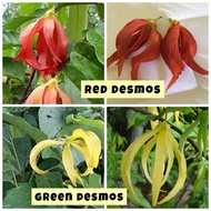 Pokok Bunga Desmos Red Green merah hijau kuning wangi fragrant real plant kenanga merah