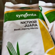 Benih jagung NK 7202 JUARA