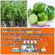 PROMO Bibit Jeruk Nipis Bibit Jeruk Nipis Original Flora Pohon Jeruk