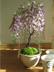 เมล็ดพันธุ์ วิสเทอเรีย Wisteria Sinensis flower seeds Climbing plants บอนไซ ต้นไม้ ต้นไม้มงคล ต้นไม้