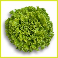 ∈ ◮ ❀ Jonction Lettuce Rijk Zwaan Pelletized Seeds by NutriHydro