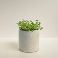 斑葉嬰兒景天│泥作系列│福所栽