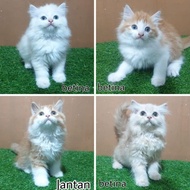 JUAL kitten anak kucing anggora persia angora 2.5 bulan jantan betina