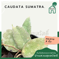 โฮย่าสุมาตรา Hoya Caudata Sumatra red leaves  พร้อมกระถาง 4 นิ้ว