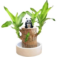 Brazilian Wood Plant Set, Brazilian Lucky Wood Plant with Panda Statue, Brazilian Wood Hydroponic Pl
