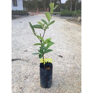 Anak Pokok Jambu Batu Lohan | Lohan Guava 罗汉番石榴树苗 | Real Live Plant