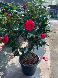Camellia Japonica drama Girl  คาเมเลีย japonica / คาเมเลีย  ต้นใหญ่80-100cm