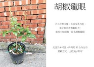 心栽花坊-胡椒龍眼/高壓苗/水果苗/龍眼品種/售價500特價350