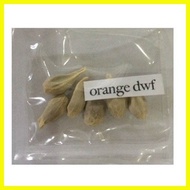 ♣ ✅ ◭ kiat kiat orange dwarf fruit tree seeds