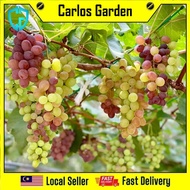 Anak Pokok Anggur Glasha Seedless Grape Pokok Premium