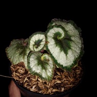 tanaman hias begonia keong