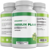 Insulin Plant Capsules (Costus Igneus), 100% Natural Supplement, 360 Veggie Caps (2 Month Supply) - 