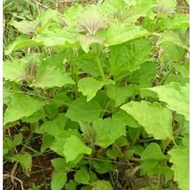 Anak Pokok Herba Daun Kapal Terbang Berakar | Ubat Tradisional Luka, Kembung, Gatal | Senang Hidup*