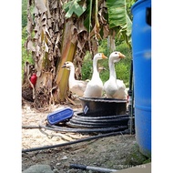 Telur Angsa Berbenih Landes Lionhead Goose Duck Fertile Egg 鹅蛋