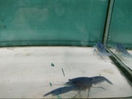 藍螯蝦對蝦飼料