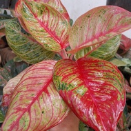 aglonema hughes merah 