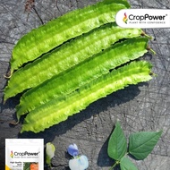 HSK [10pc] BIJI BENIH KACANG BOTOL BIG FOUR WINGED BEAN WB 48 SEED KACANG SIREH