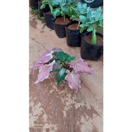 Caladium Thai Beauty/pink green